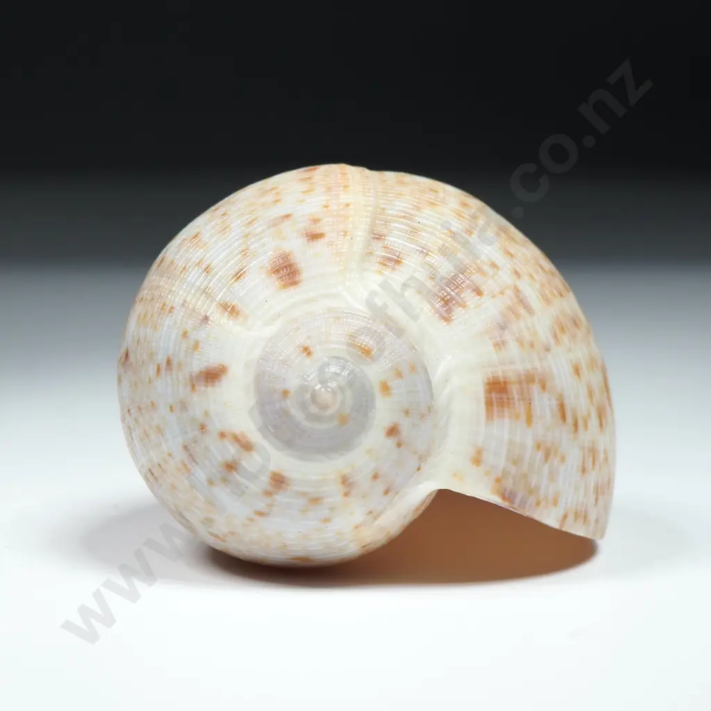 Smaller Fig Shell - 65mm Image 1++