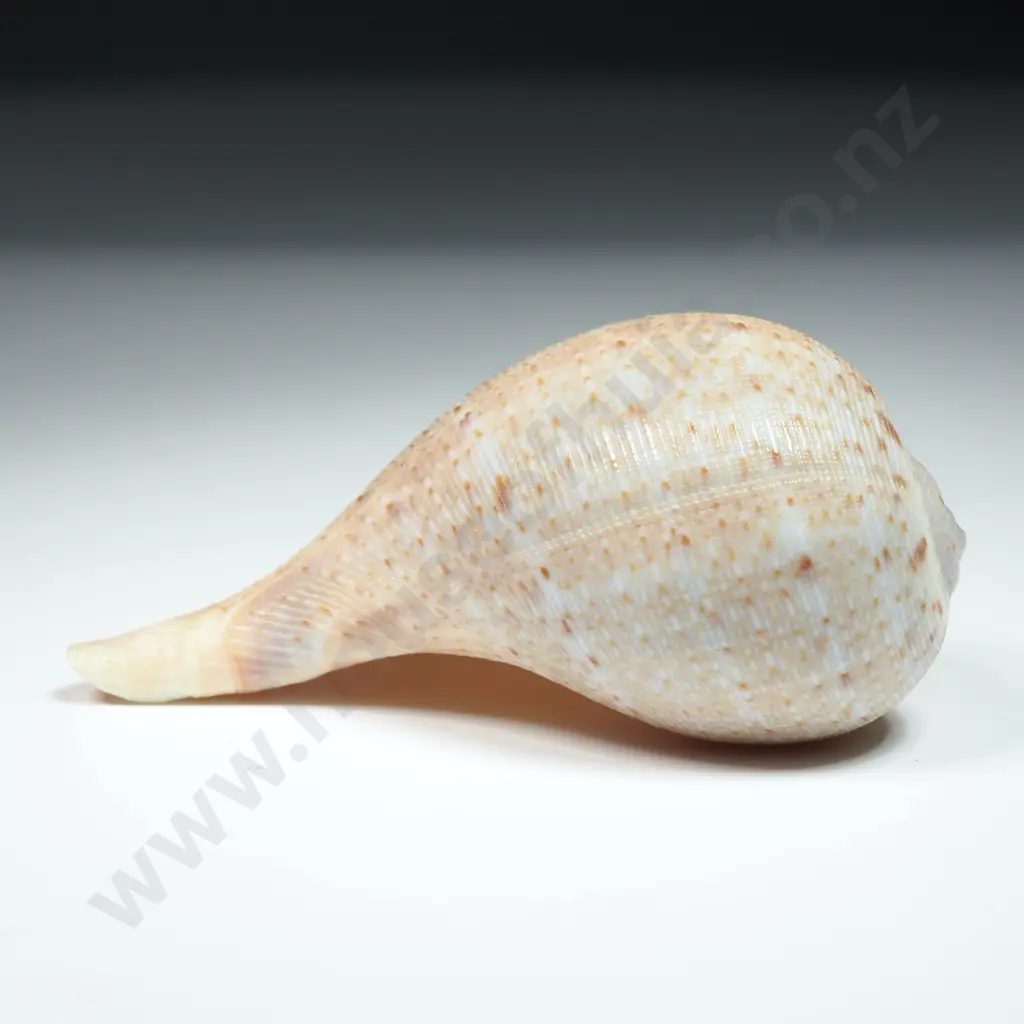 Smaller Fig Shell - 65mm Image 1++