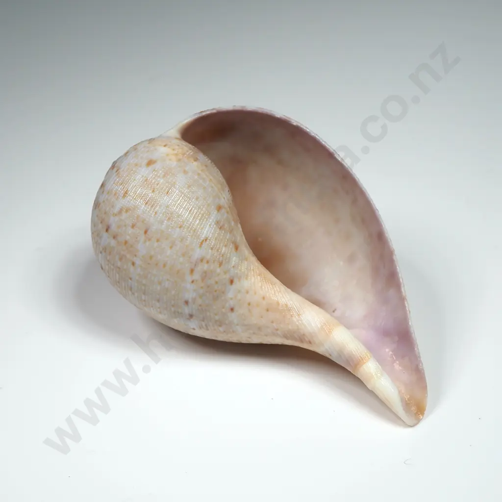 Smaller Fig Shell - 65mm Image 1++