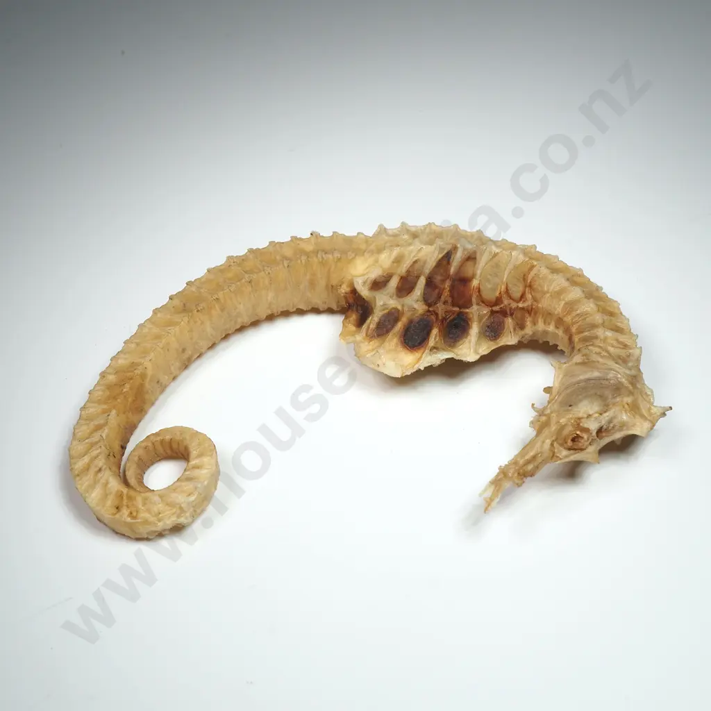 Dried Specimen of a Big-Belly Seahorse - 125mm Image 1++