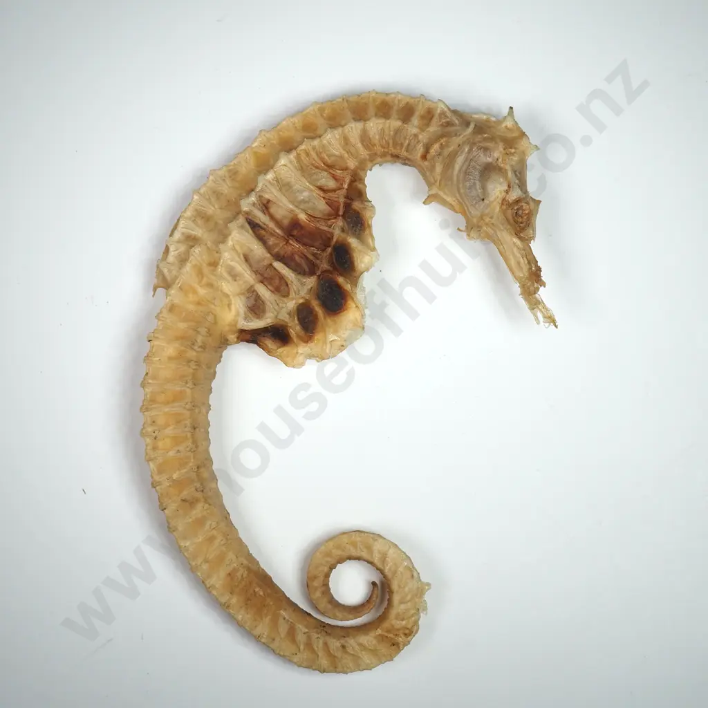 Dried Specimen of a Big-Belly Seahorse - 125mm Image 1++