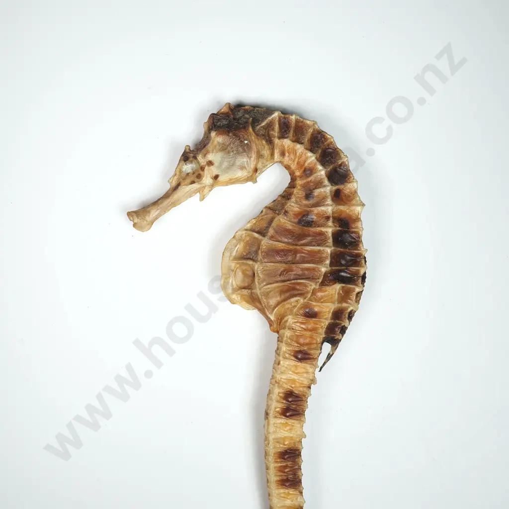 Dried Specimen of a Big-Belly Seahorse - 130mm Image 1++