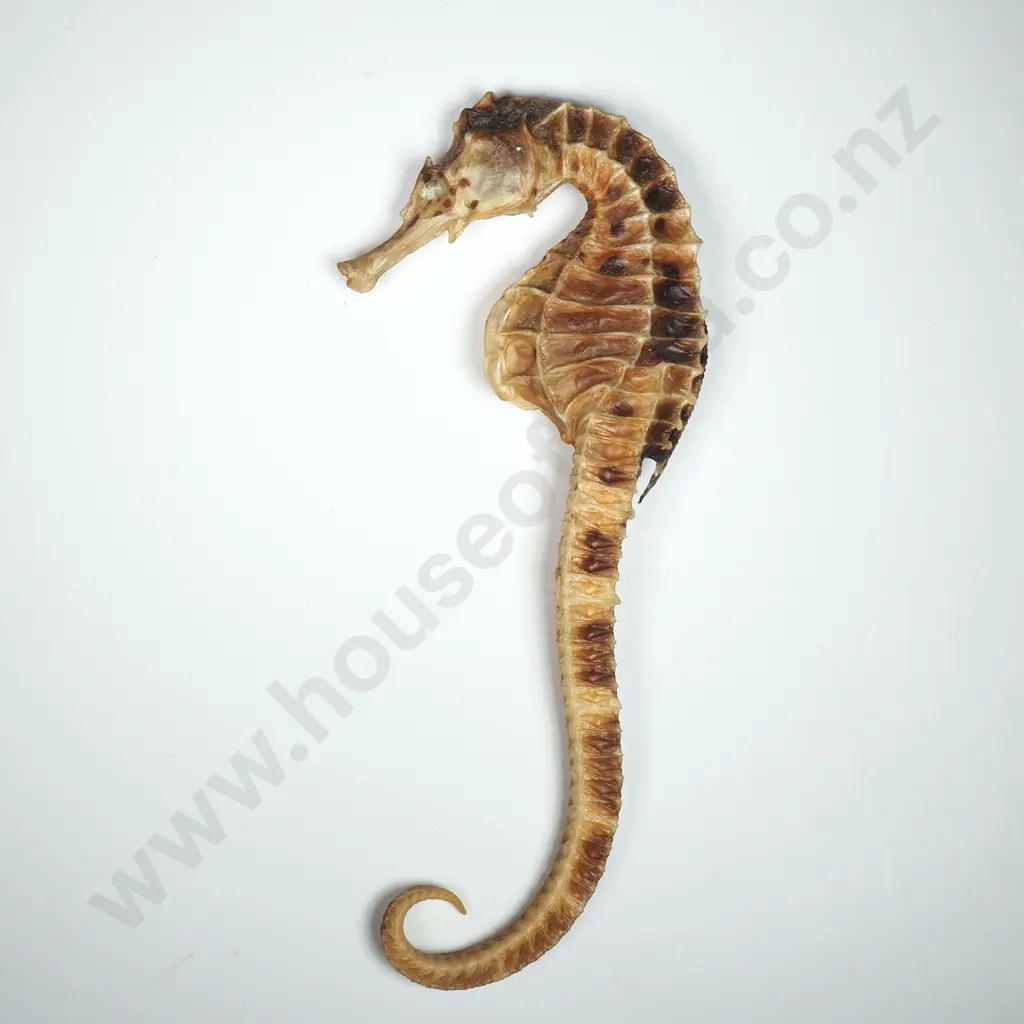 Dried Specimen of a Big-Belly Seahorse - 130mm Image 1++
