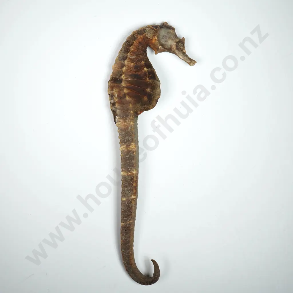 Dried Specimen of a Seahorse - 120mm Image 1++