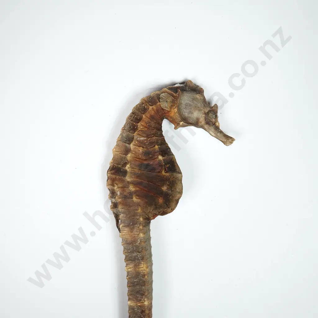 Dried Specimen of a Seahorse - 120mm Image 1++