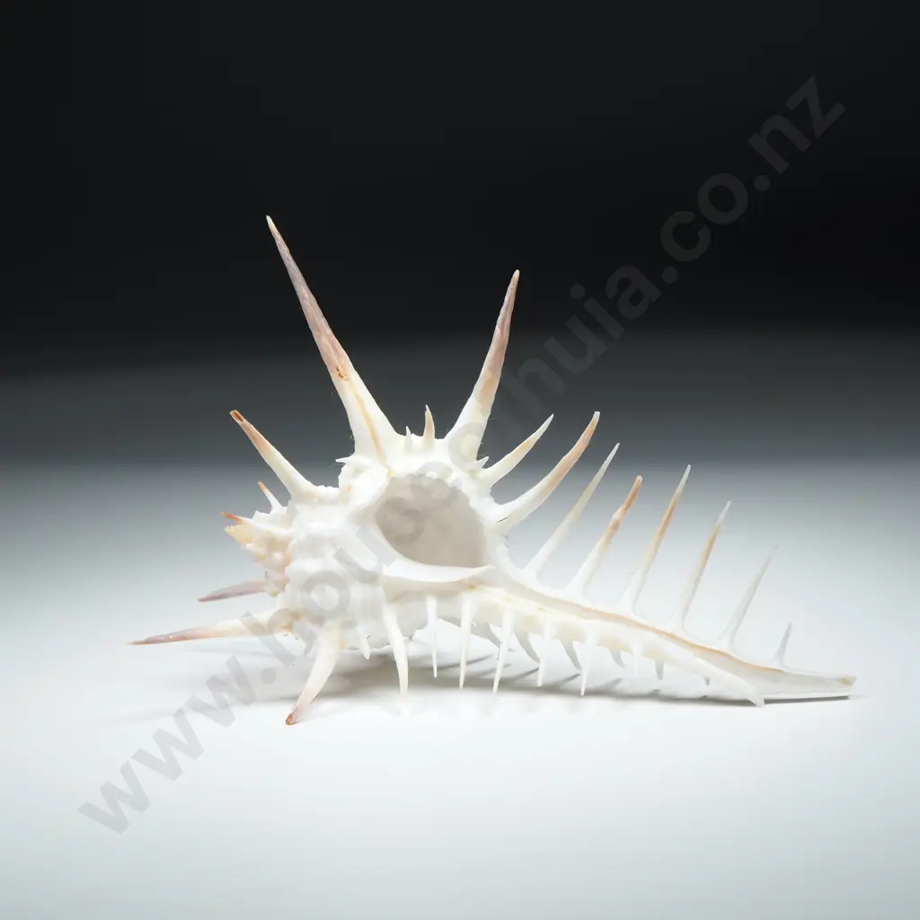 Venus Comb Murex (Sea Snail) Shell - 100mm Image 1++