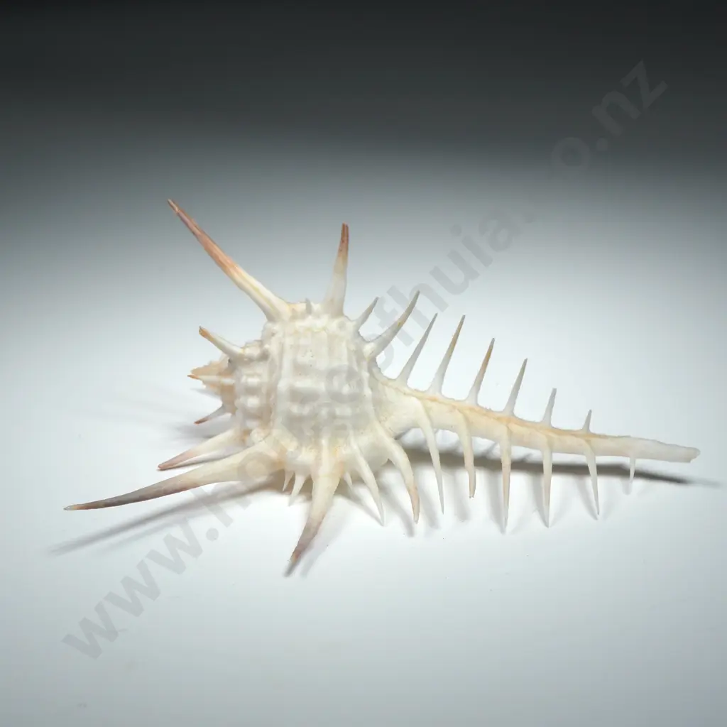 Venus Comb Murex (Sea Snail) Shell - 100mm Image 1++