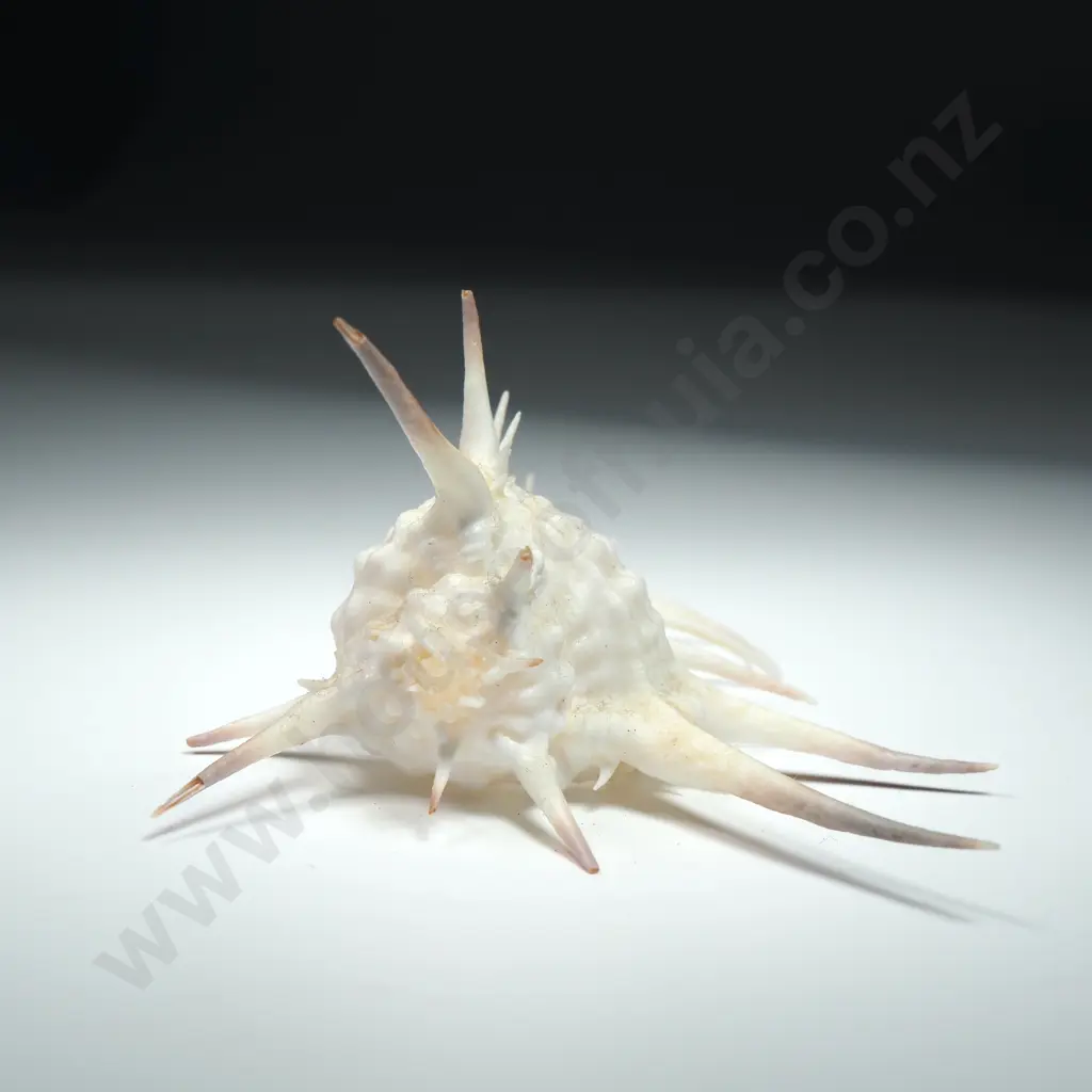 Venus Comb Murex (Sea Snail) Shell - 100mm Image 1++