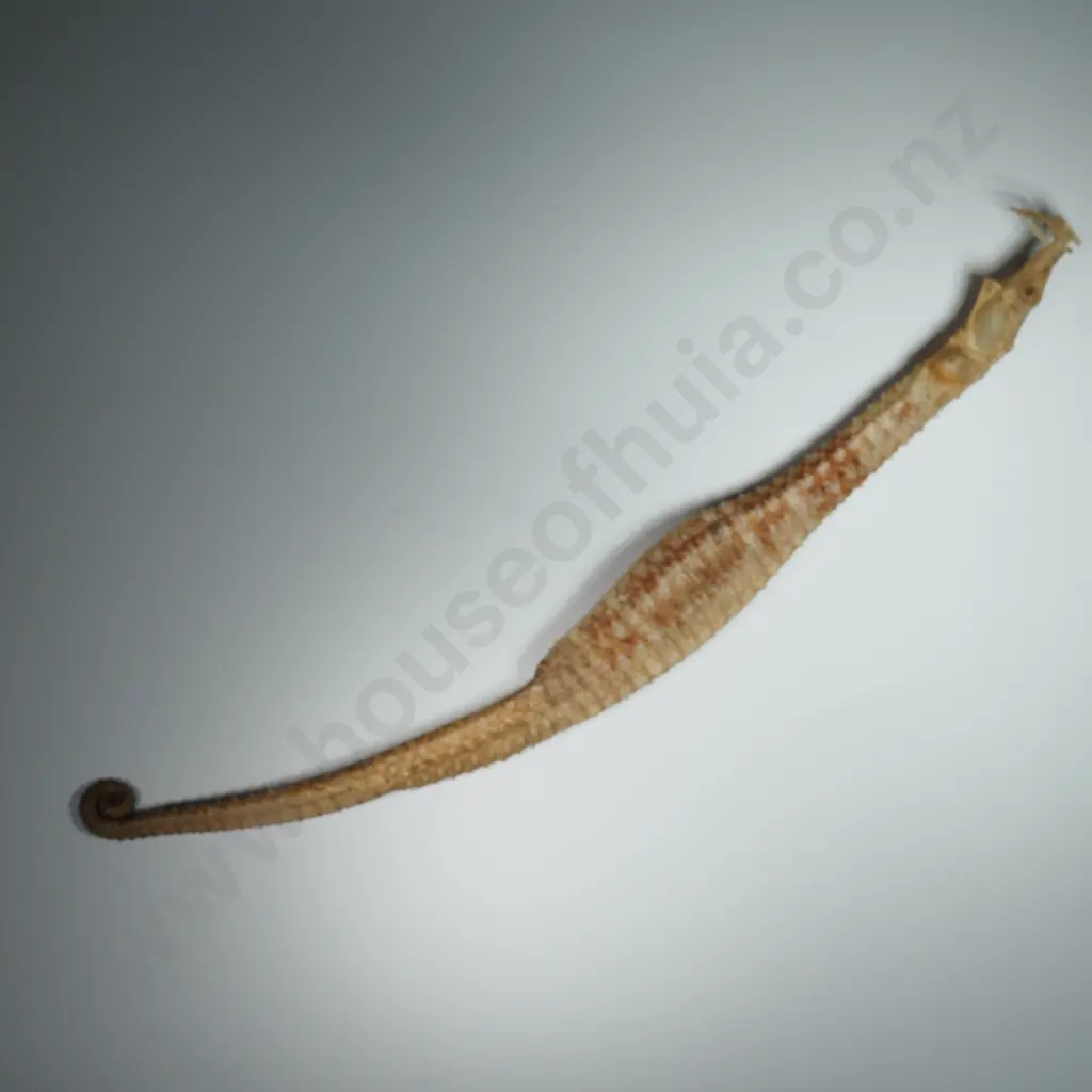 Dried Specimen of a Spiny Pipehorse - 340mm Image 1++