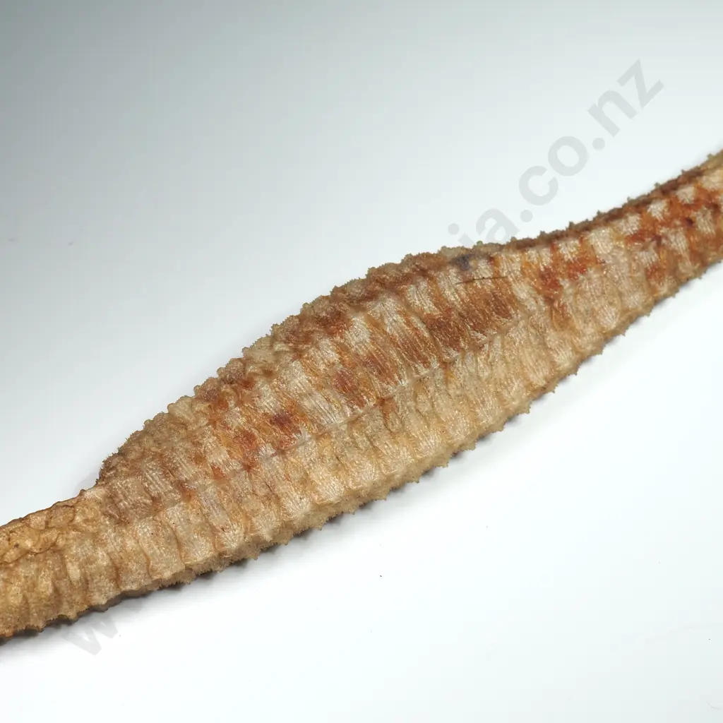 Dried Specimen of a Spiny Pipehorse - 340mm Image 1++