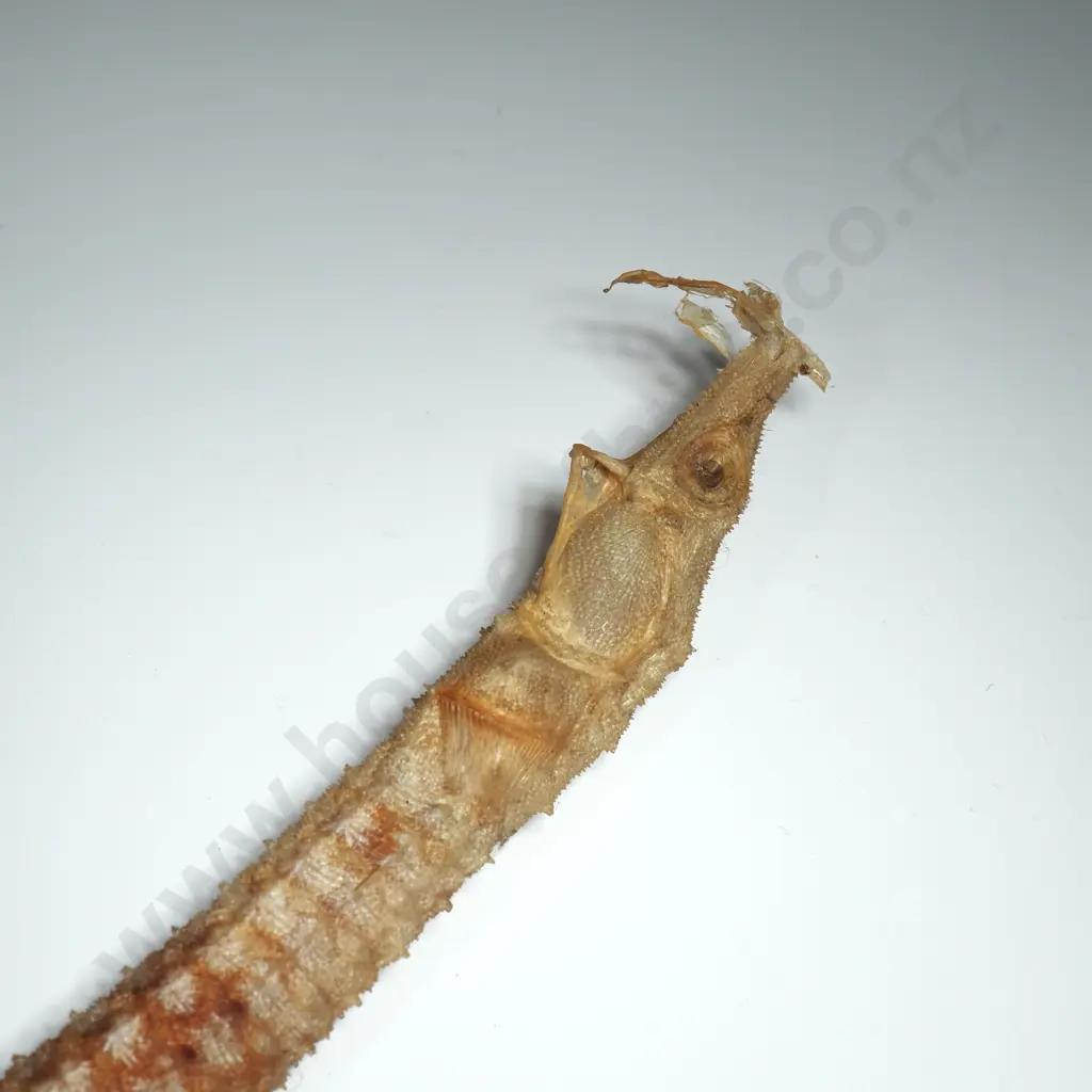 Dried Specimen of a Spiny Pipehorse - 340mm Image 1++