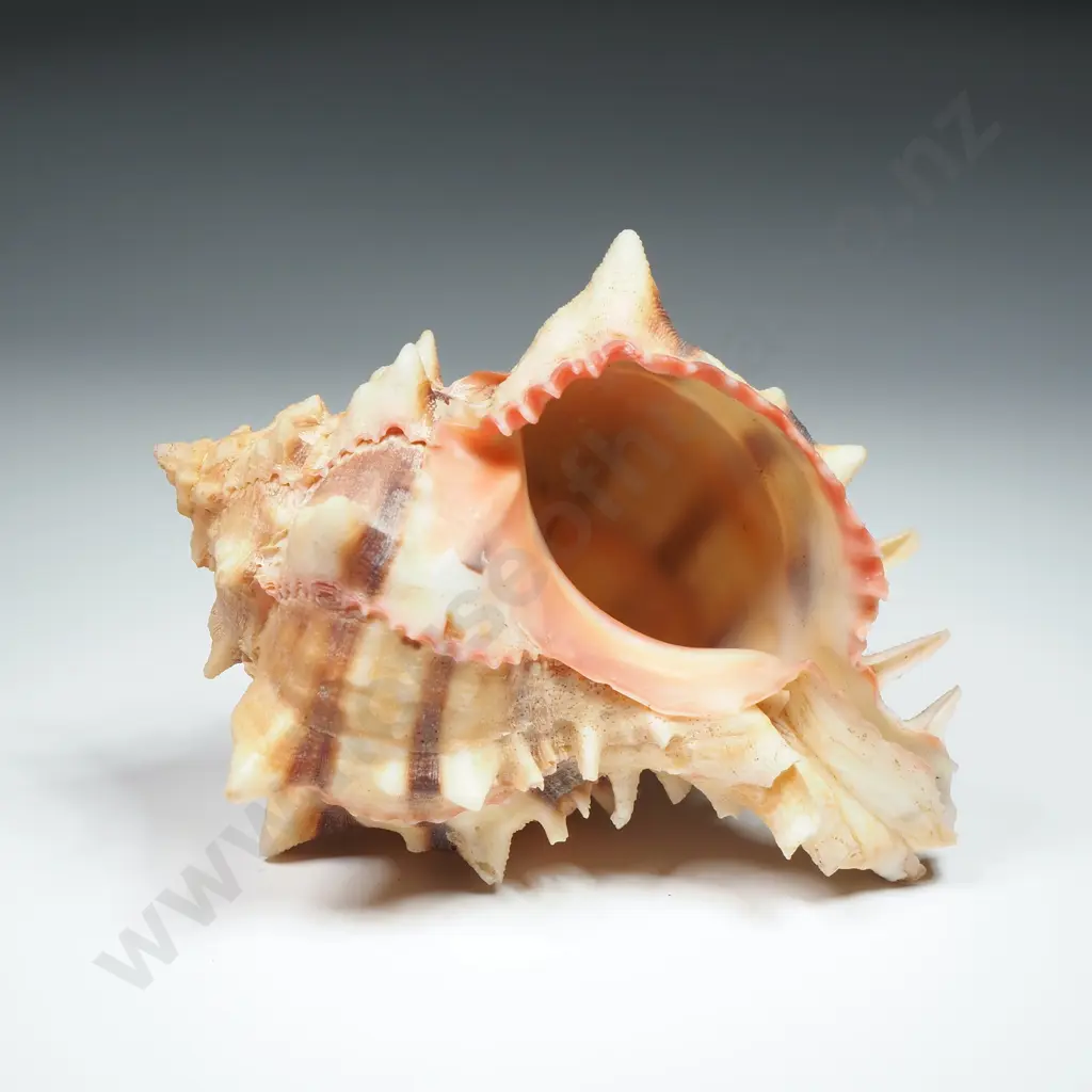 A Murex Sea Shell - 90mm Image 1++