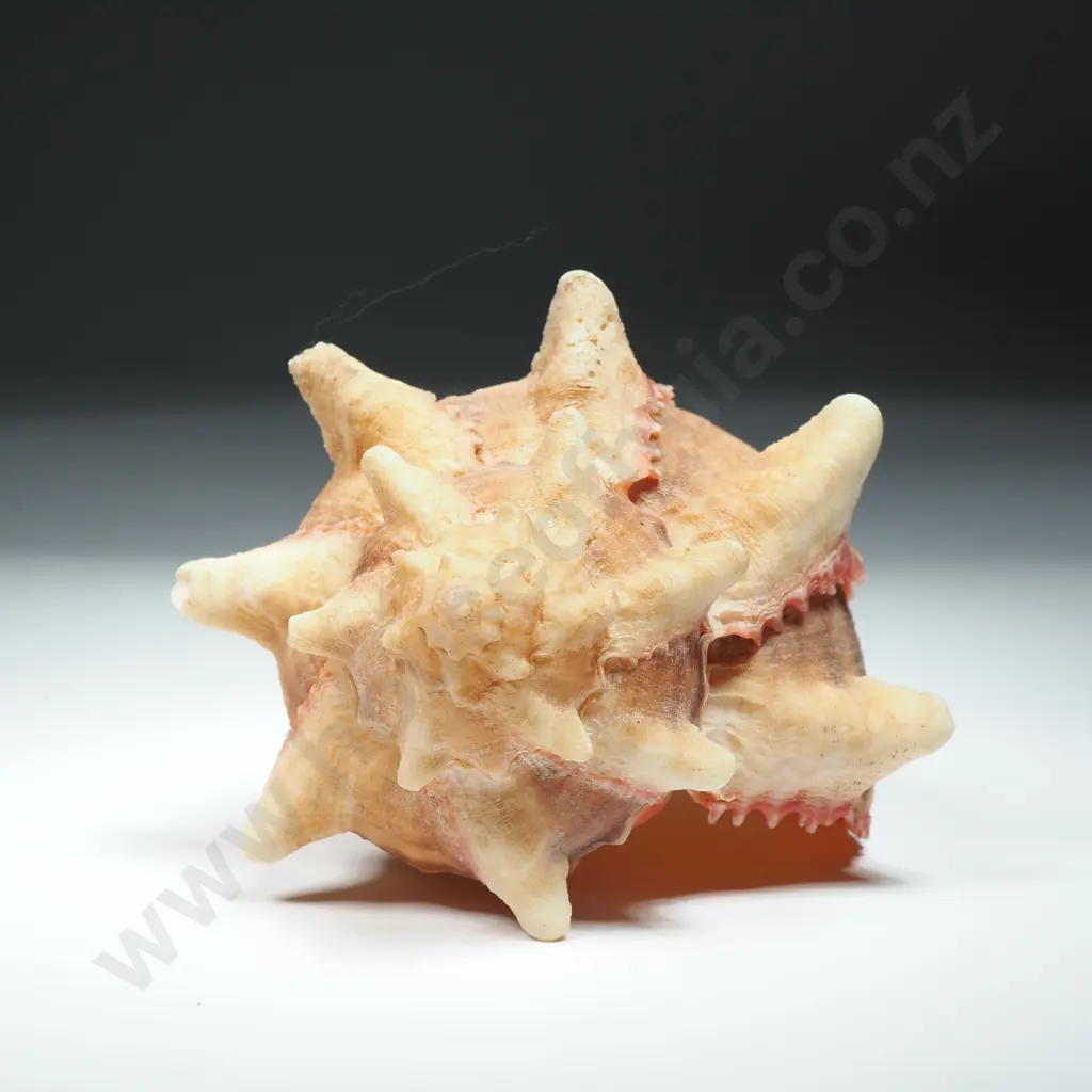 A Murex Sea Shell - 90mm Image 1++