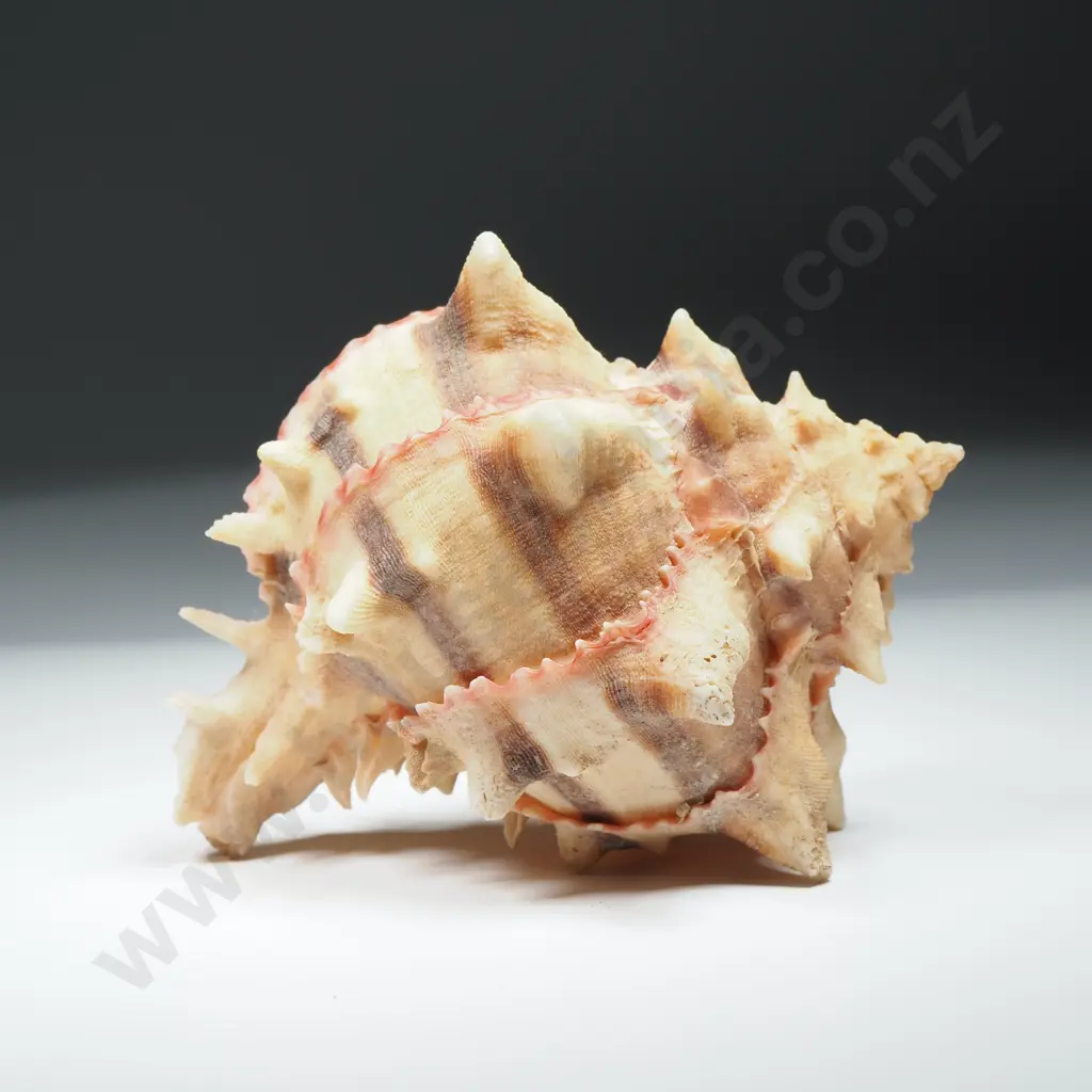 A Murex Sea Shell - 90mm Image 1++
