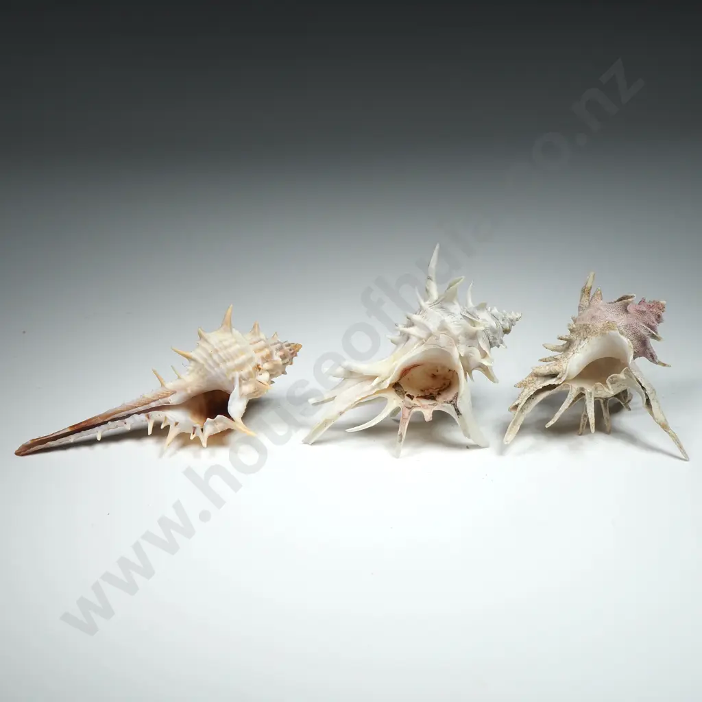 Collectible Spiny Snail Shells - 55 to 65mm Image 1++