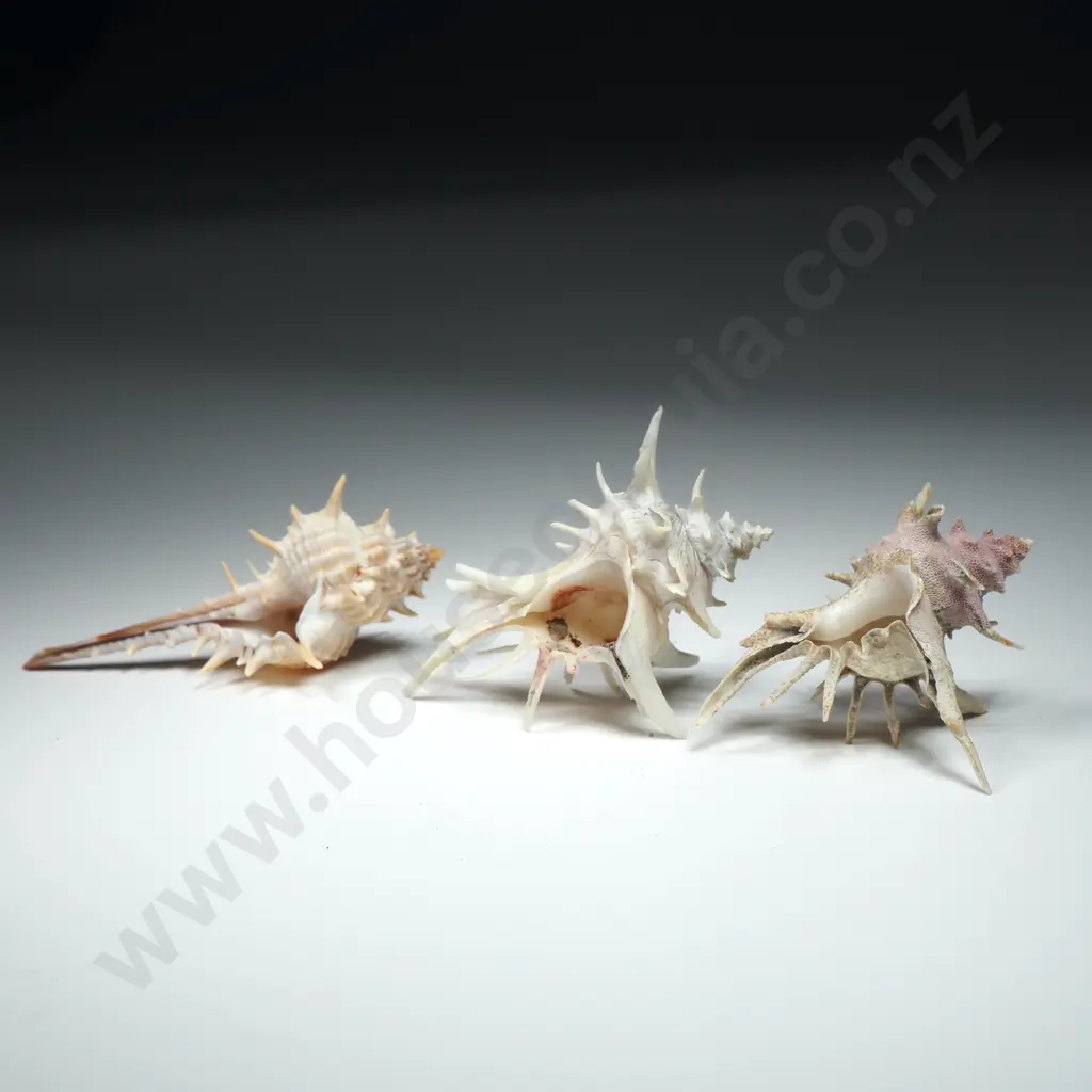 Collectible Spiny Snail Shells - 55 to 65mm Image 1++