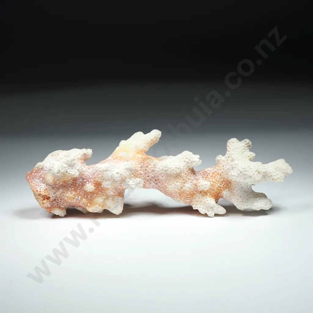 Natural Branching Coral Cluster Specimen - 120mm Image 1++