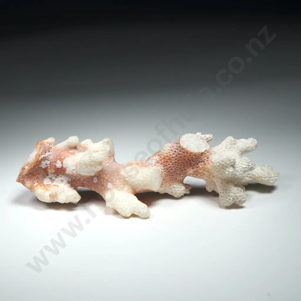 Natural Branching Coral Cluster Specimen - 120mm Image 1++