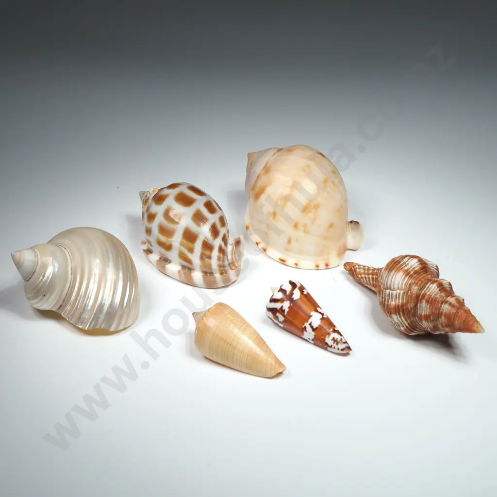 A Collection of Various Marine Sea Shells (6) -  40mm to 80mm Image 1++