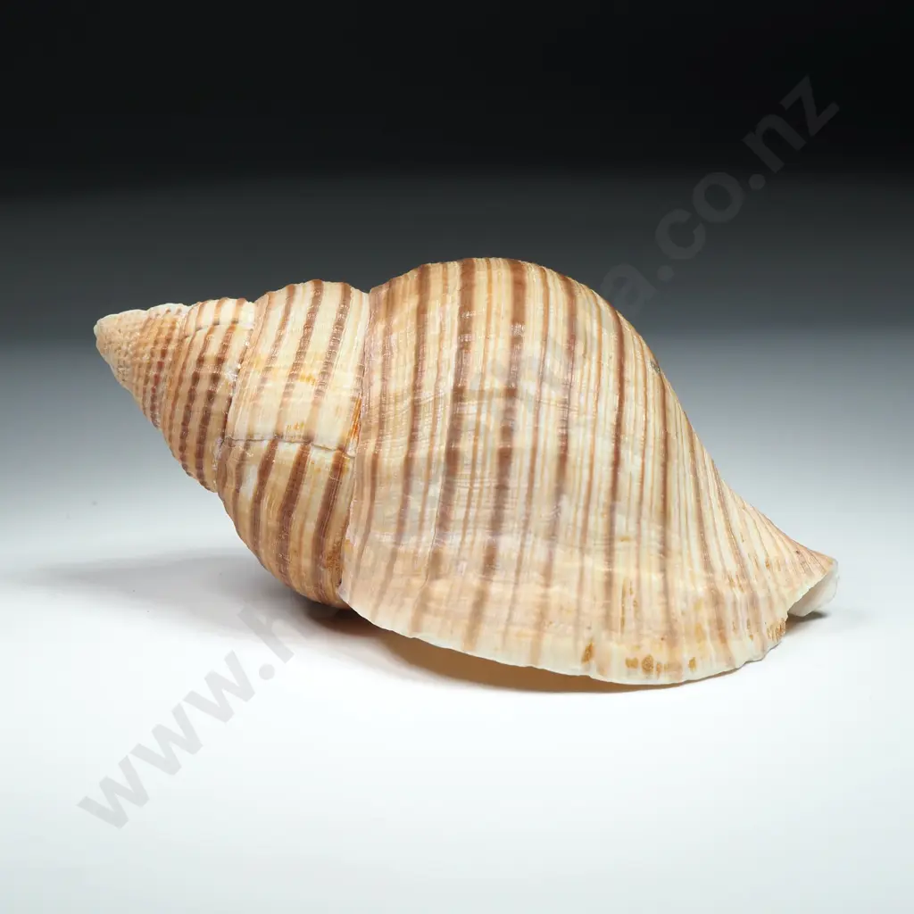 Striped Tun Sea Shell - 100mm Image 1++