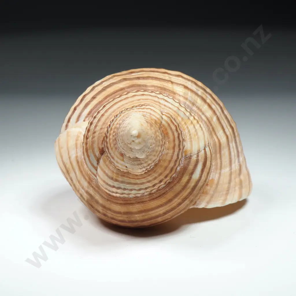 Striped Tun Sea Shell - 100mm Image 1++