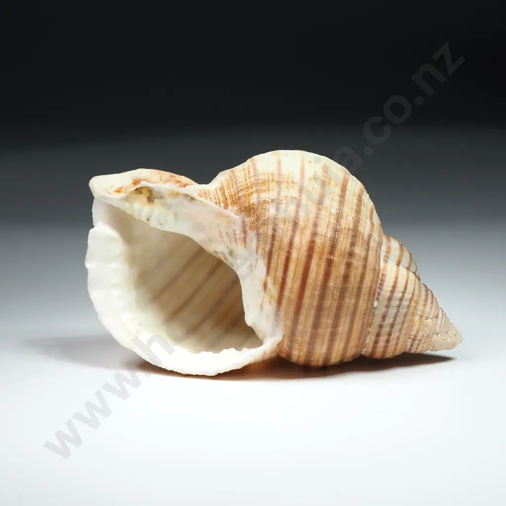 Striped Tun Sea Shell - 100mm Image 1++