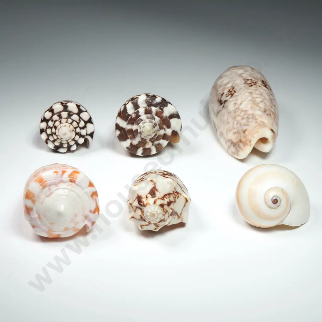 A Collection of Snail Sea Shells (6) -  50mm to 70mm Image 1++