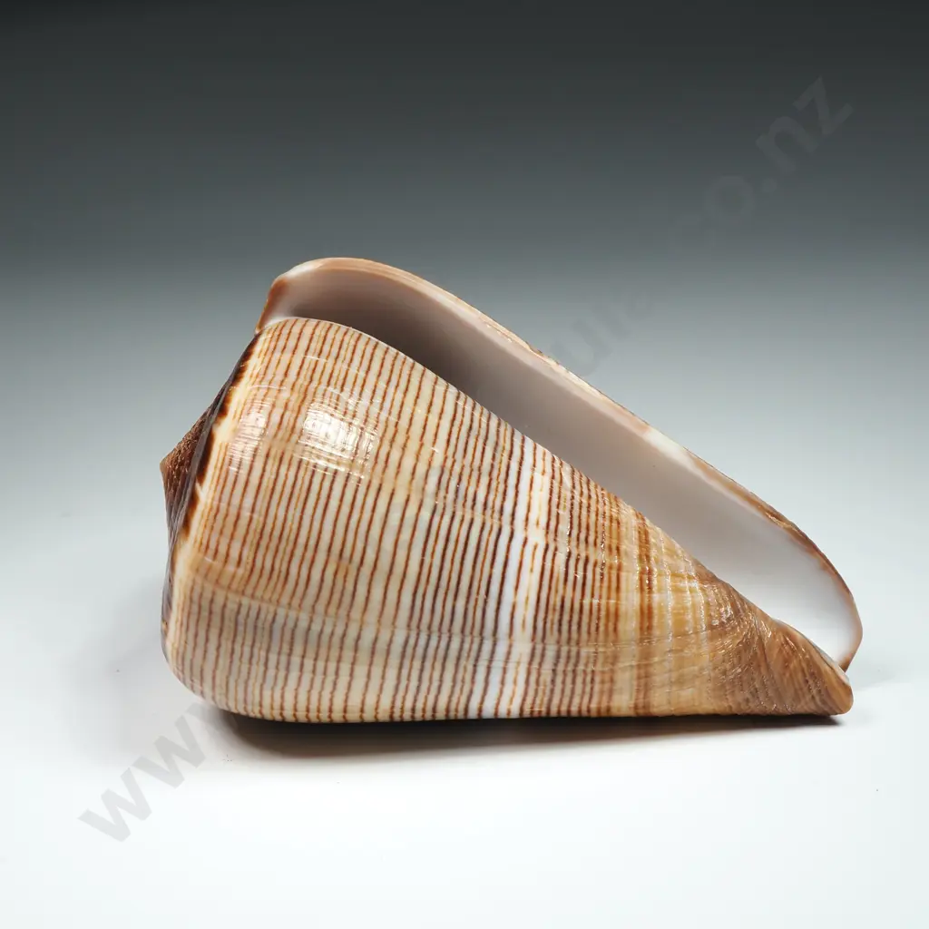 Fig Cone Sea Shell - 90mm Image 1++