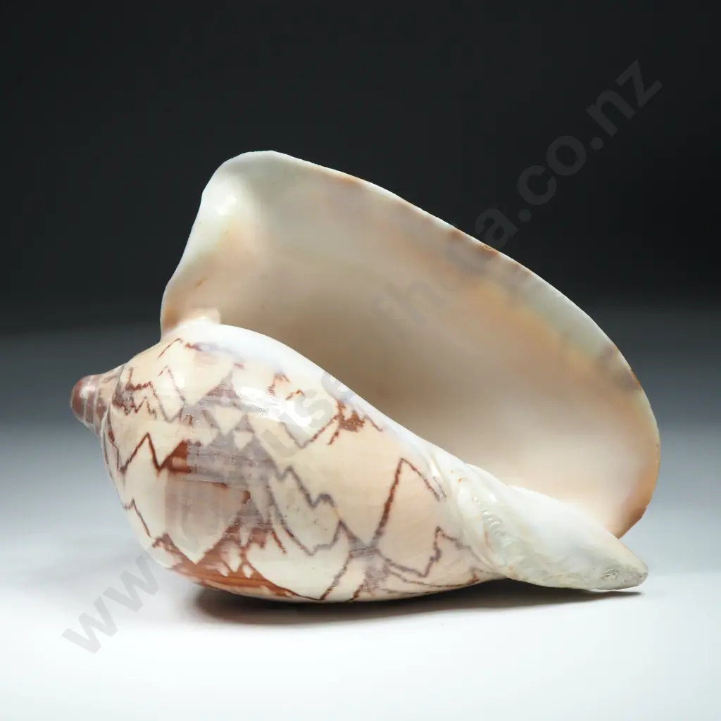 A Noble Volute Sea Shell - 130mm Image 1++