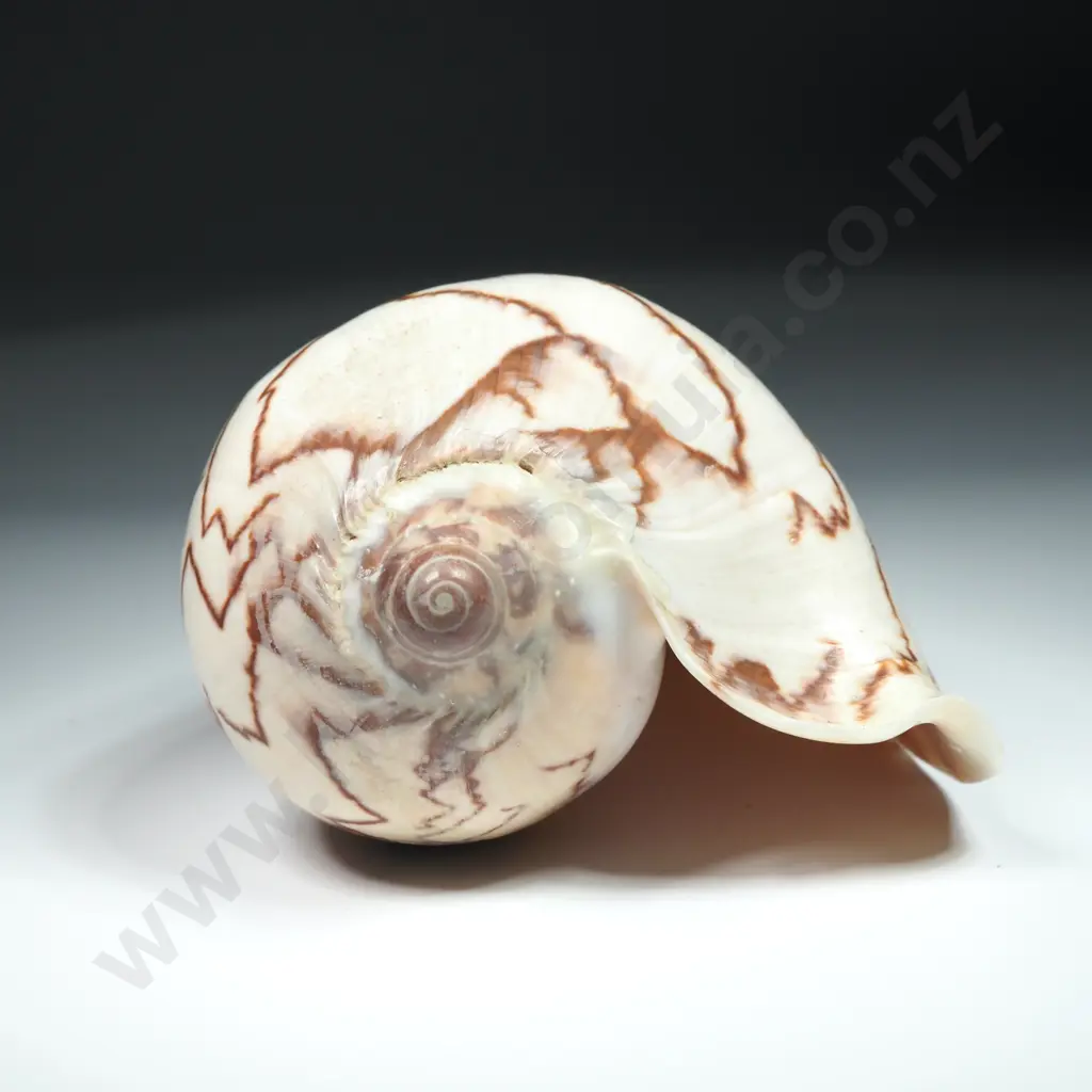 A Noble Volute Sea Shell - 130mm Image 1++