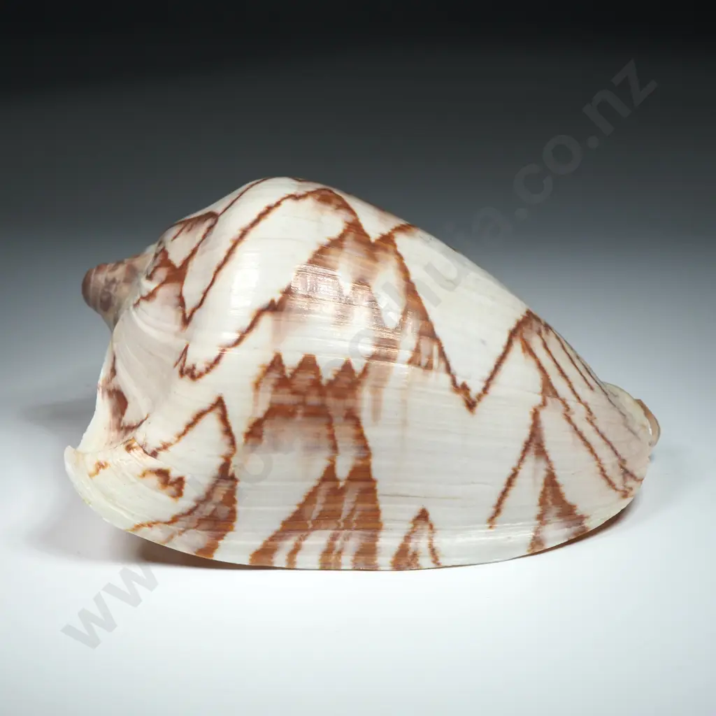 A Noble Volute Sea Shell - 130mm Image 1++