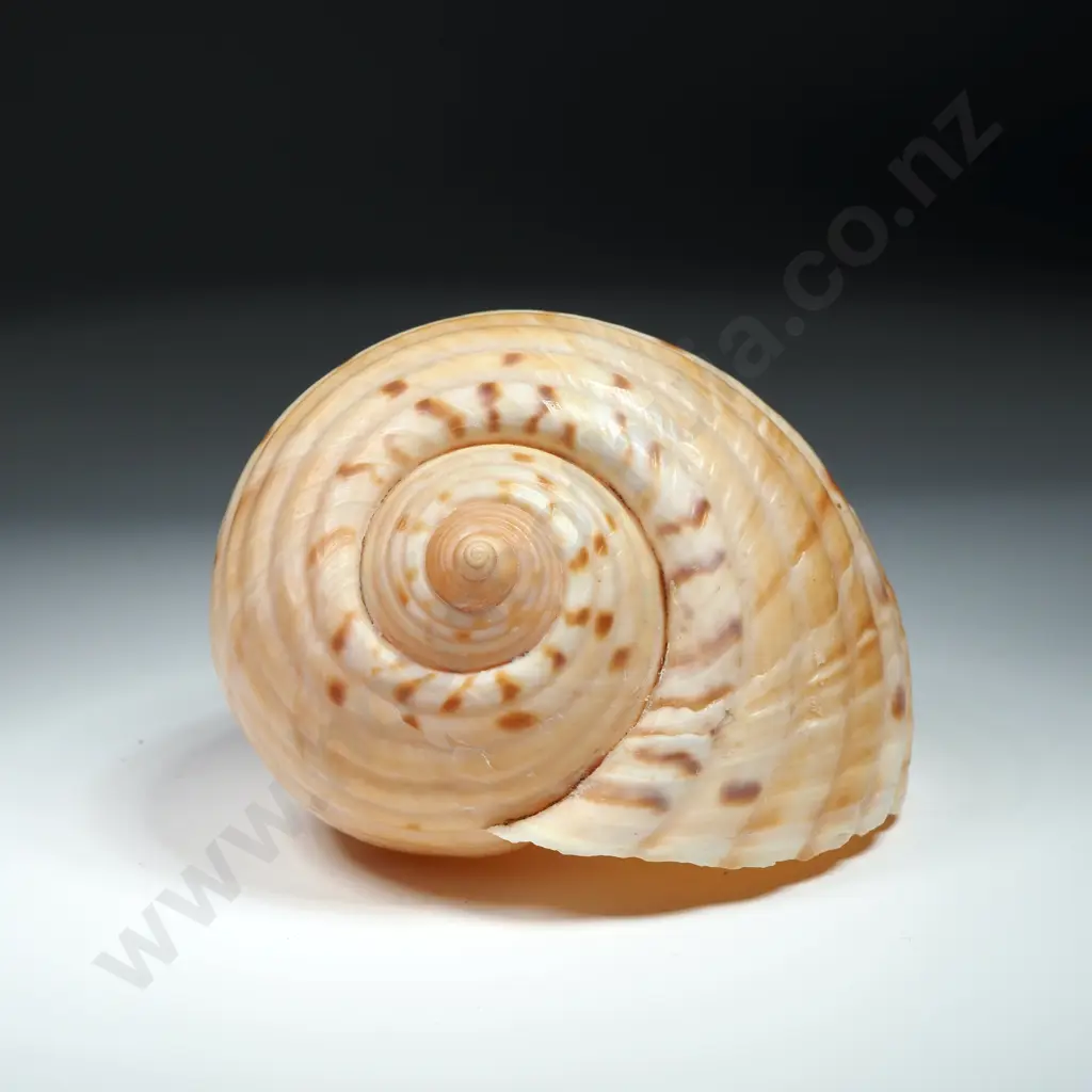 A Tun Sea Shell - 110mm Image 1++