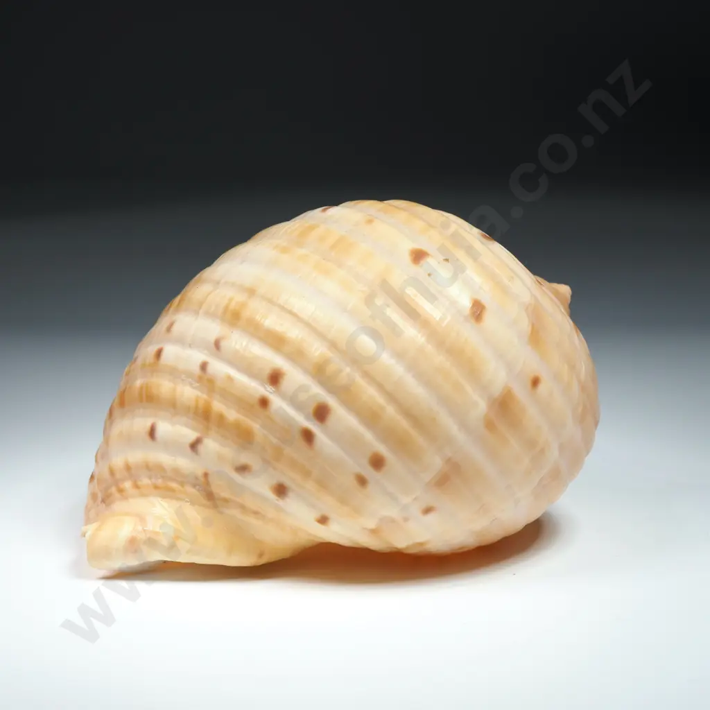 A Tun Sea Shell - 110mm Image 1++