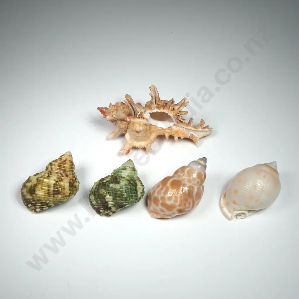 Collection of Various Sea Shells (5)  - 30mm to 60mm Image 1++