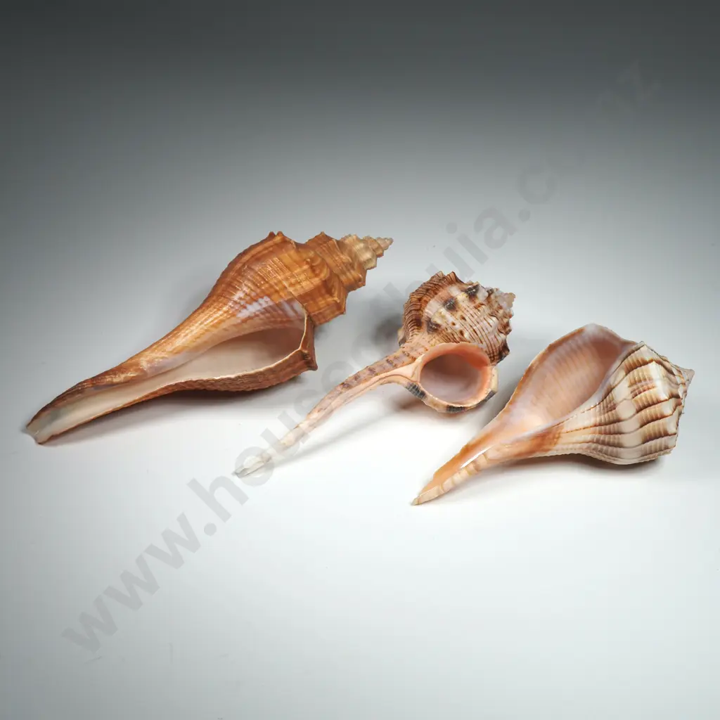 A Collection of Lightning Whelk Sea Shells (3) -  90mm to 120mm Image 1++