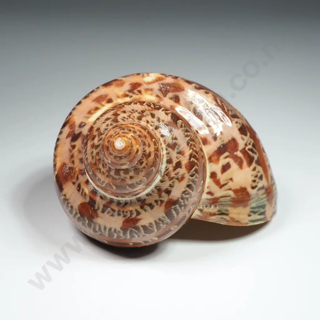 Tapestry Turban Sea Shell  - 70mm Image 1++