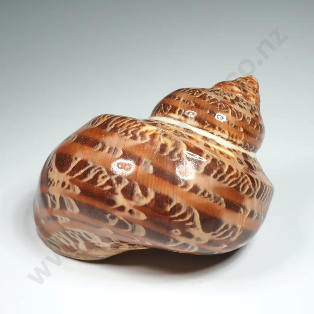 Tapestry Turban Sea Shell  - 70mm Image 1++