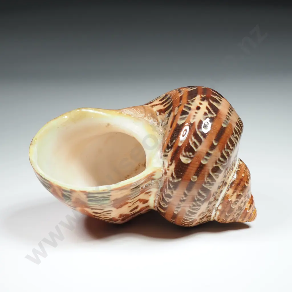 Tapestry Turban Sea Shell  - 70mm Image 1++
