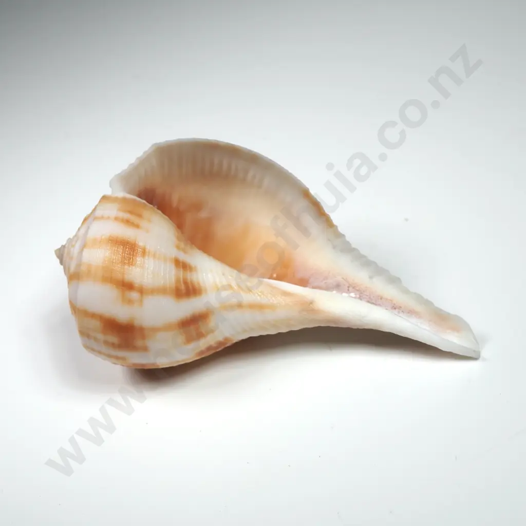 Pear Whelk Seashell - 80mm Image 1++