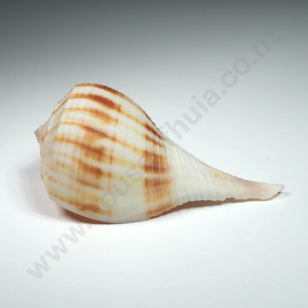 Pear Whelk Seashell - 80mm Image 1++