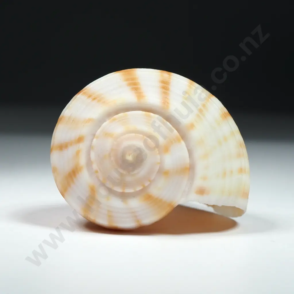 Pear Whelk Seashell - 80mm Image 1++