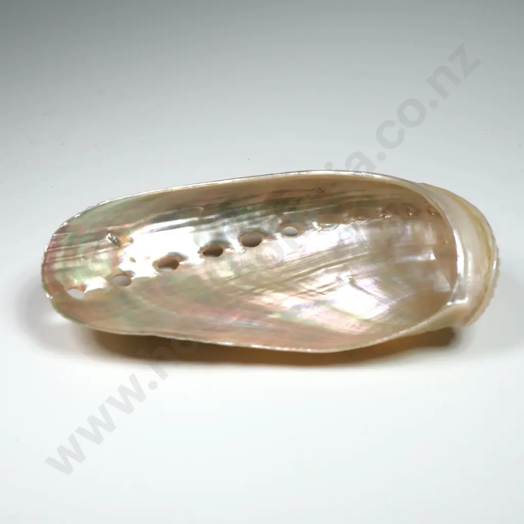 Iridescent Abalone Shell - 70mm Image 1++