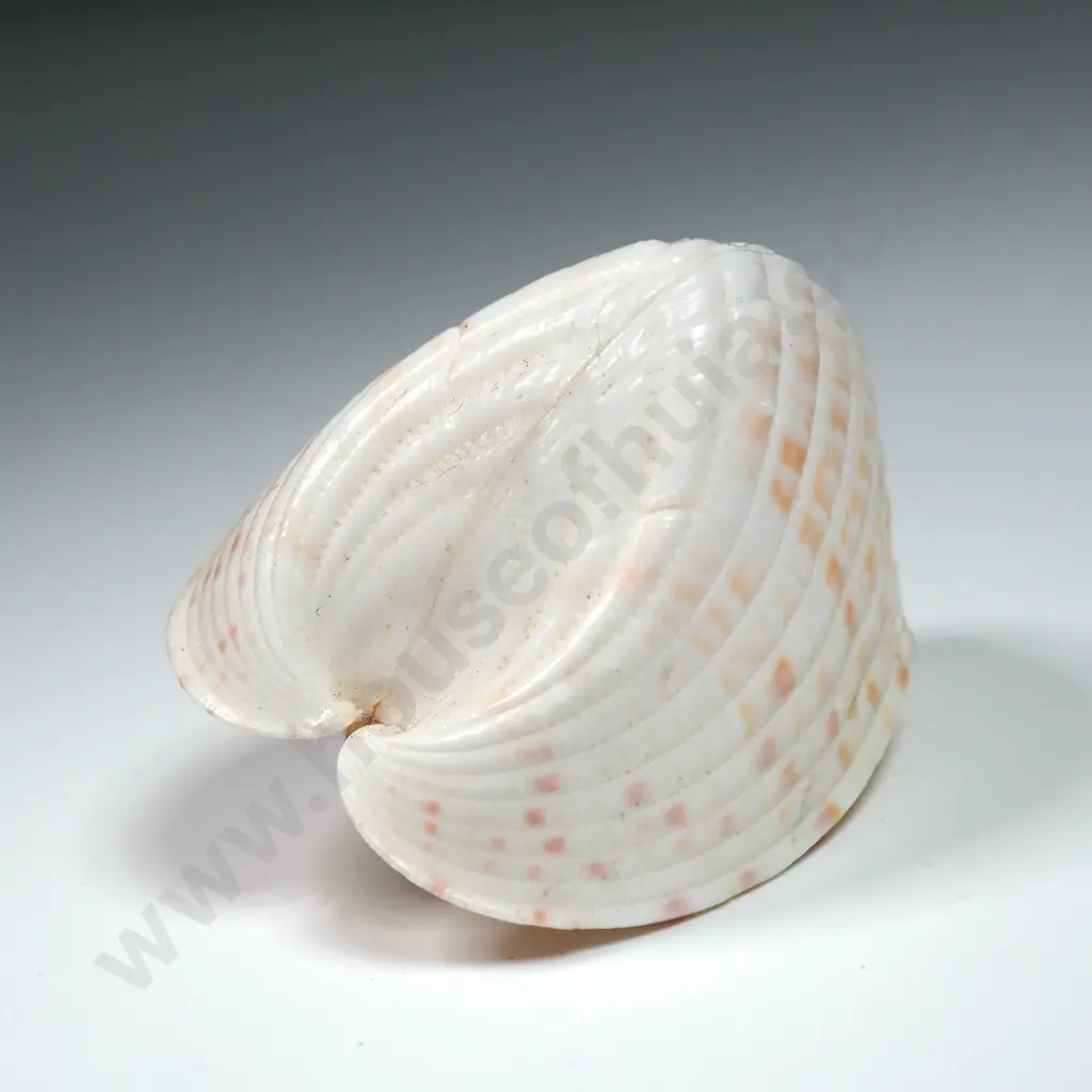 Heart Shaped Cockle Shell - 40mm Image 1++