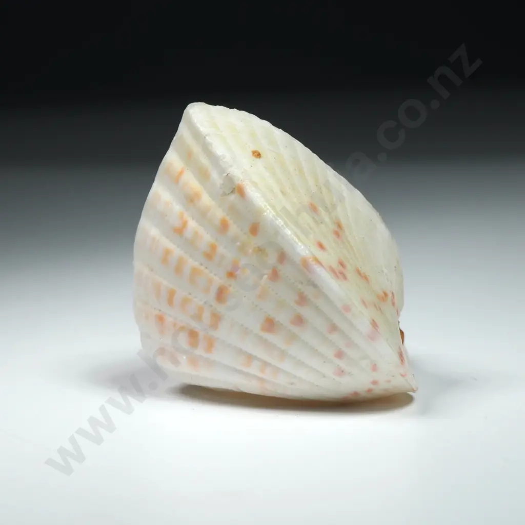 Heart Shaped Cockle Shell - 40mm Image 1++