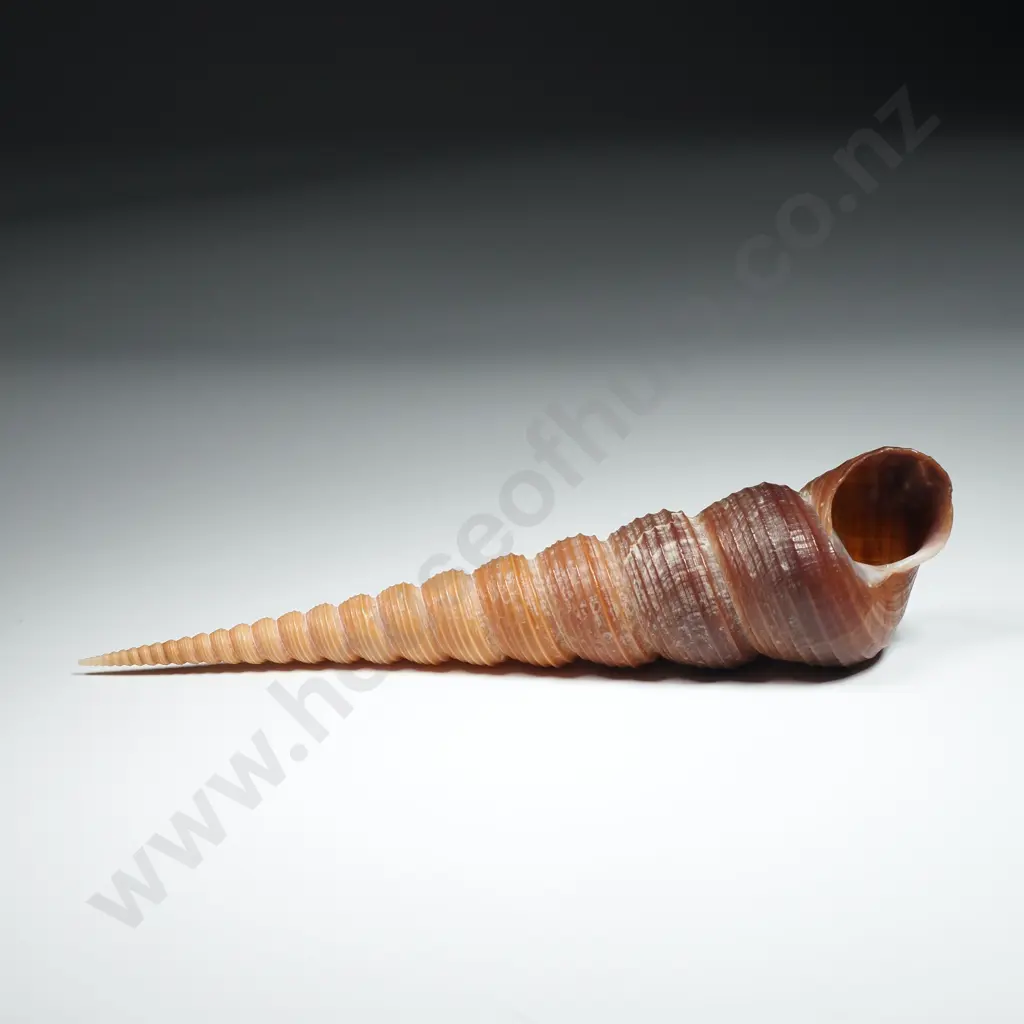Turritella Seashell - 140mm Image 1++
