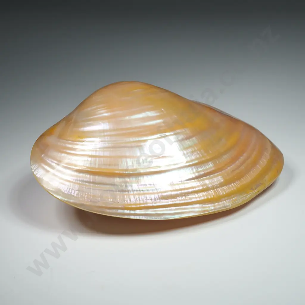 Collectible Pearl-Finished Sea Shell - 100mm Image 1++