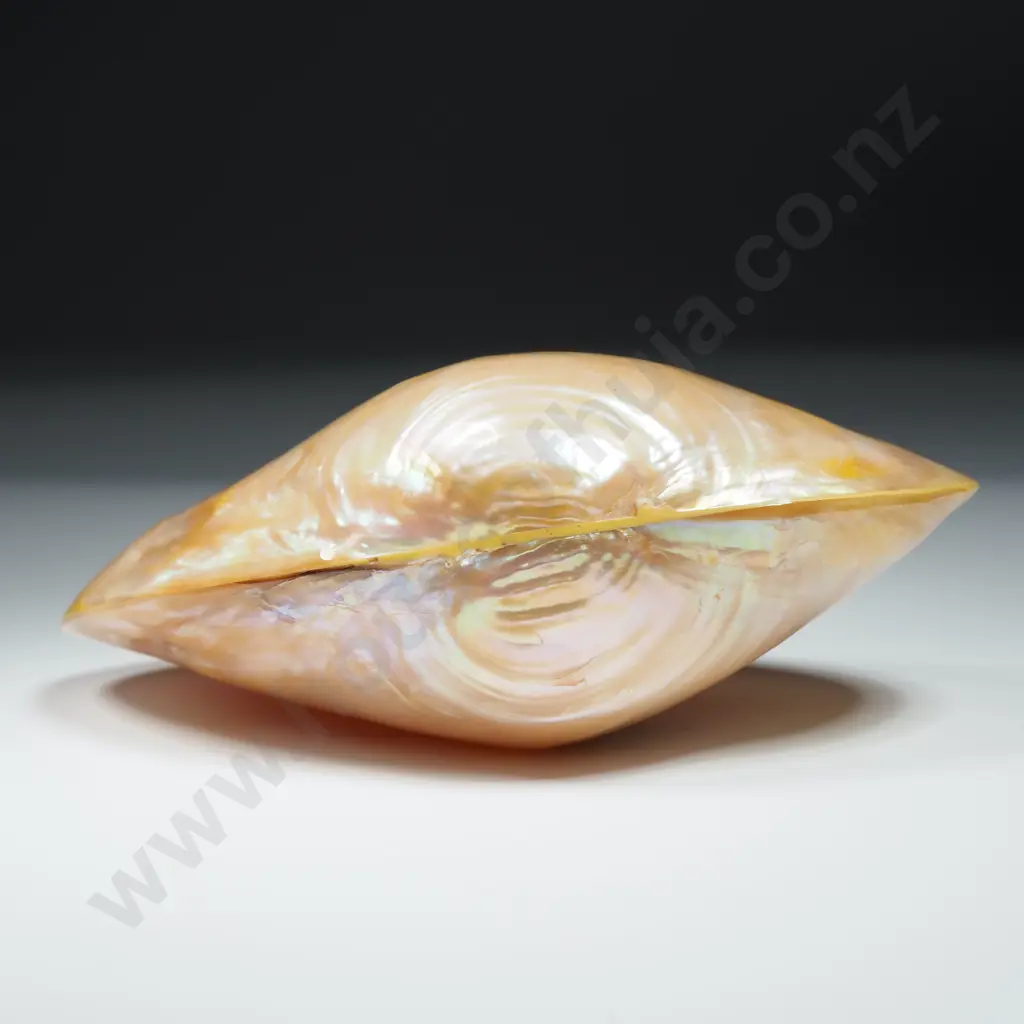 Collectible Pearl-Finished Sea Shell - 100mm Image 1++