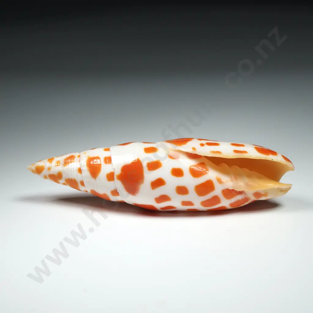 Orange & White Spotted Miter Shell - 90mm Image 1++