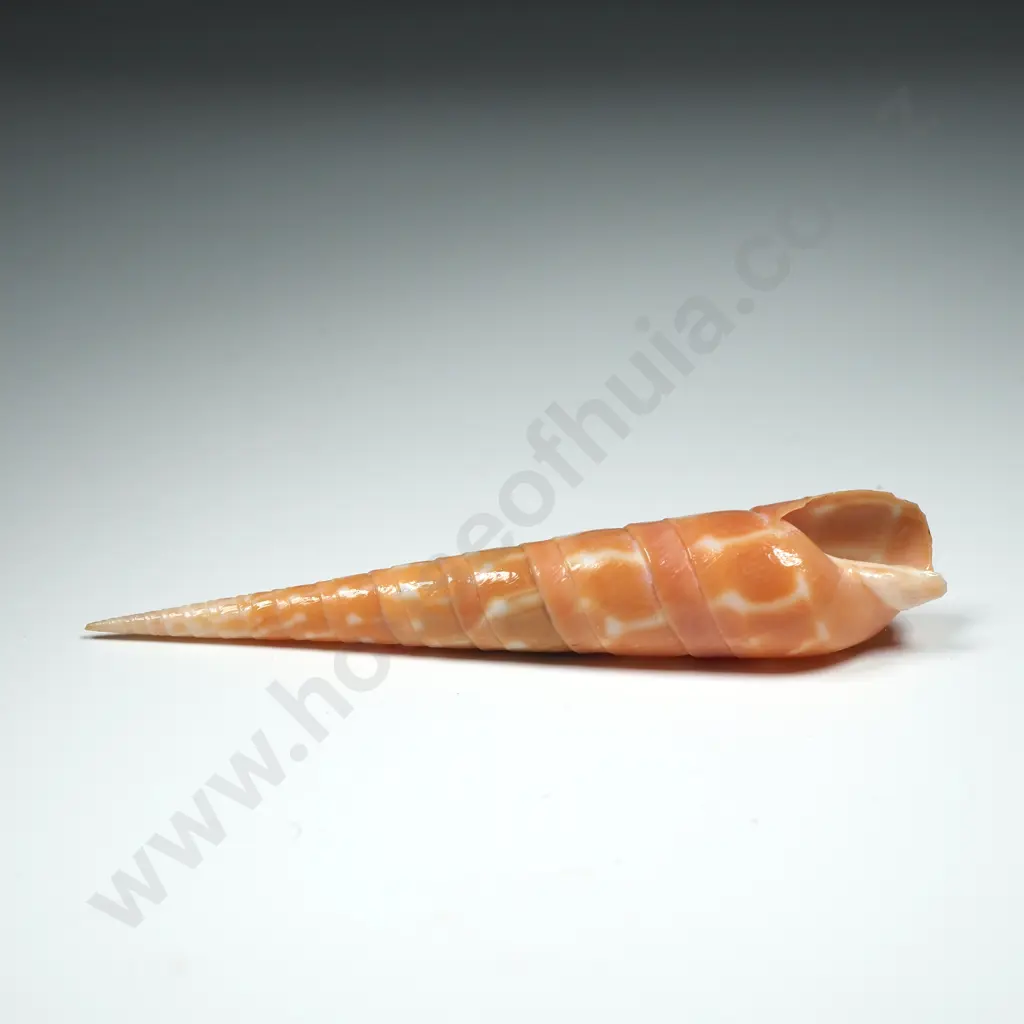 Orange Auger Sea Shell - 80mm Image 1++