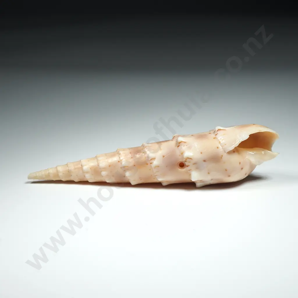 Auger Sea Shell - 95mm Image 1++